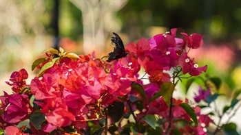 <i>Bougainvillea spectabilis</i>